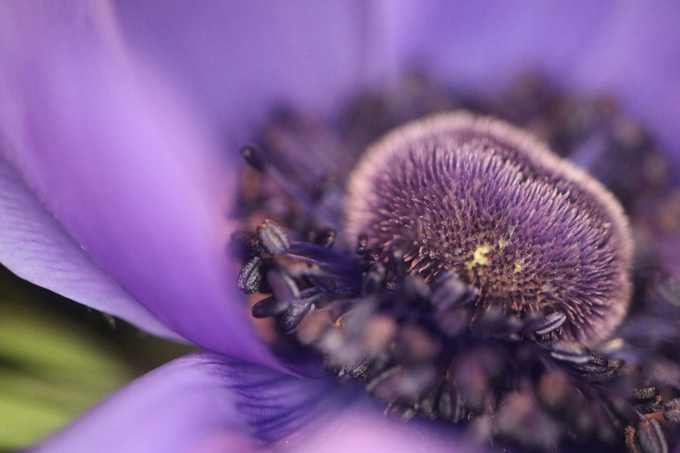 EF-S 35mm f2.8 Macro IS STM zdjęcie przykładowe